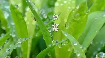 涼風(fēng)至，白露降